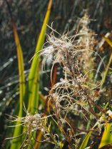 image Epilobium_Roselire_SB.jpg (0.4MB)