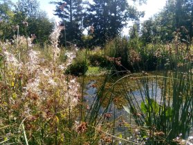 image Plantes_de_berges_SB.jpg (1.0MB)