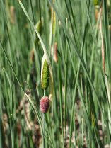 image Typha_minima_Plantes_de_berge_SB.jpg (0.3MB)