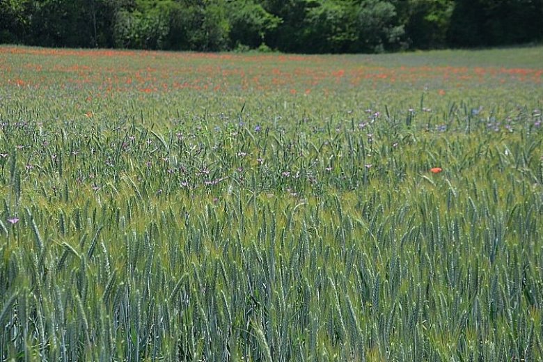 image BC_4_Exemple_bl_et_messicoles.jpg (0.4MB)
Lien vers: http://www.jardinalp.fr/?MilieuxCultives