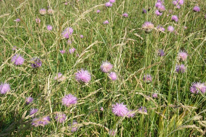 image Prairie__serratule_1_Prsentation.jpg (4.5MB)
Lien vers: http://www.jardinalp.fr/?PrairiesSerratules