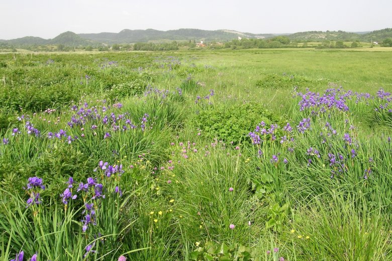 image Prairies_humides_1_Prsentation.jpg (3.6MB)
Lien vers: http://www.jardinalp.fr/?PrairiesHumides