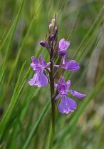 image Anacamptis_palustris.jpg (0.1MB)