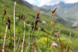 image Carex_bipartita.jpg (0.2MB)
