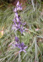 image Swertia_perennis.jpg (0.2MB)