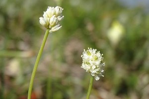 image Tofieldia_pusilla.jpg (0.2MB)