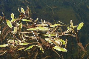 image PA_5_Potamogeton_alpinus.jpg (0.5MB)