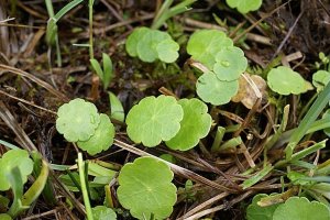 image PA_7_Hydrocotyle_vulgaris.jpg (0.4MB)