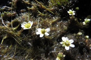 image PA_8_Ranunculus_trichophyllus.jpg (0.4MB)