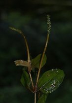 image Potamogeton_coloratus.jpg (0.1MB)