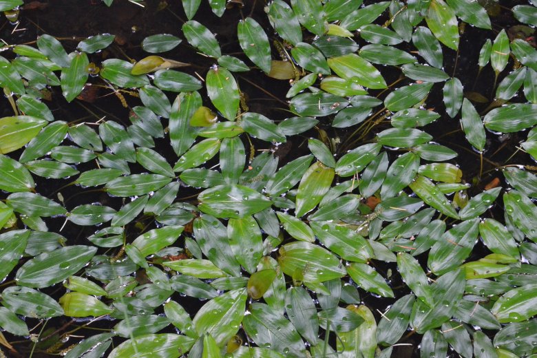 image Potamogeton_polygonifolius.jpg (5.4MB)