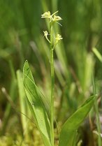image BM_3_Liparis_loeselli.jpg (0.1MB)