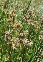 image Juncus_subnodulosus.jpg (0.2MB)