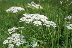 image 10_Thysselinum_palustre.jpg (2.9MB)