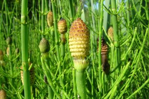 image 11_equisetum_fluviatile.jpg (2.8MB)