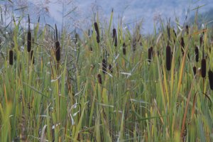 image 12_Typha_latifolia.jpg (4.7MB)