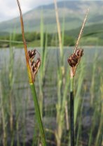 image 5_Schoenoplectus_lacustris.jpg (3.8MB)