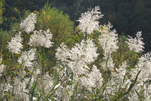 image 6_Phragmites_australis.jpg (10.2MB)