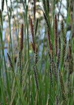 image Carex_elata.jpg (0.3MB)