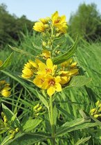 image RM_13_Lysimachia_vulgaris.jpg (0.2MB)