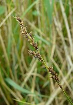 image RM_14_Carex_appropinquata.jpg (0.2MB)
