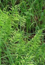 image Thelypteris_palustris.jpg (0.3MB)