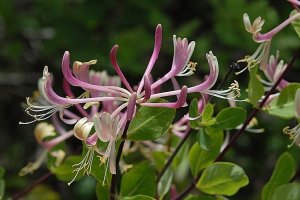 image CH_4__Lonicera_etrusca.jpg (0.3MB)