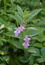 image CH_5_Melittis_melissophyllum.jpg (0.2MB)