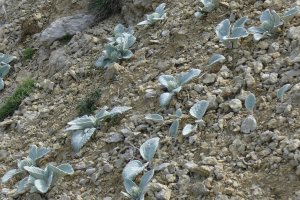 image Eboulis_7_Berardia_lanuginosa.jpg (3.6MB)