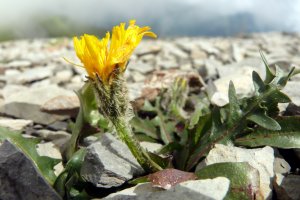 image Eboulis_8_Scorzoneroides_montana.jpg (4.4MB)