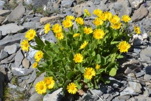 image boulis_9_Doronicum_grandiflorum.jpg (4.9MB)