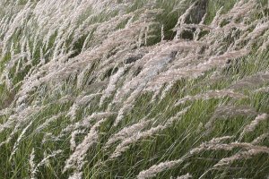 image Achnatherum_calamagrostis.jpg (0.5MB)