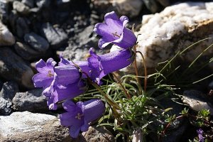image Campanula_alpestris.jpg (0.4MB)