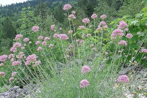 image Centranthus_angustifolius.jpg (0.6MB)