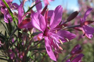 image Epilobium_dodonaei_subsp_dodonaei.jpg (0.3MB)