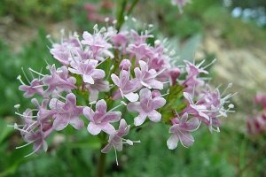 image Valeriana_rotundifolia.jpg (0.3MB)
