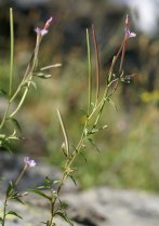 image Eboulis_10_epilobium_collinum.jpg (1.0MB)