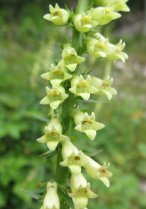 image Eboulis_11_Digitalis_lutea_.jpg (2.2MB)