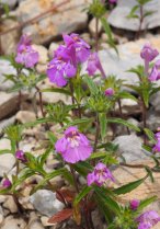 image eboulis_13_Galeopsis_ladanum.jpg (3.3MB)