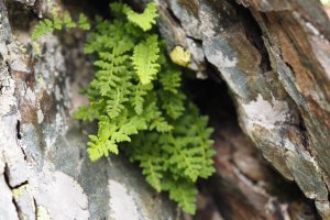 image eboulis_14_Woodsia_alpinajpg_.jpg (5.1MB)