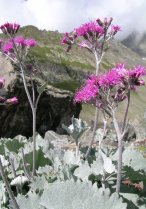image Eboulis_16_Adenostyles_leucophylla.jpg (2.6MB)