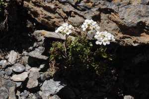 image Eboulis_17_cardamine_resedifolia_.jpg (3.5MB)