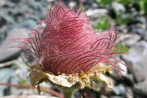image eboulis_19_Geum_reptan.jpg (1.8MB)
