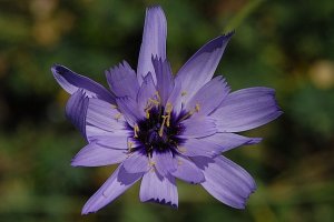 image Catananche_caerulea.jpg (0.3MB)