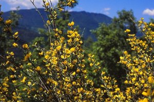 image Genista_cinerea.jpg (0.4MB)