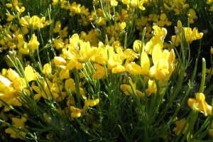 image Genista_radiata.jpg (0.4MB)
