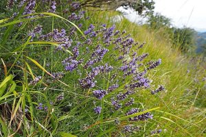 image Lavandula_angustifolia.jpg (0.5MB)
