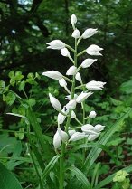 image HS_2_Cephalanthera_longifolia.jpg (0.2MB)