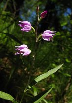 image HS_3_Cephalanthera_rubra.jpg (0.2MB)