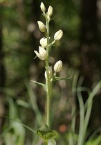 image HS_4_Cephalanthera_damasonium.jpg (0.1MB)